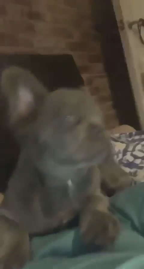 full fluffy french bulldog