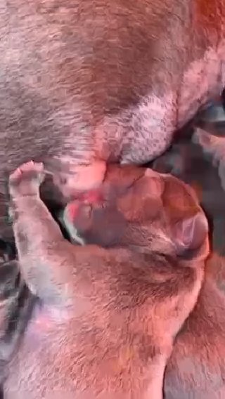 french bulldogs