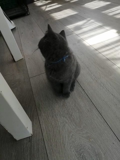 Bsh Kittens