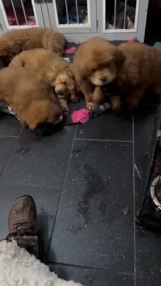 Chinese Tibetan Mastiffs