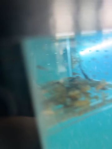 Pleco Fry