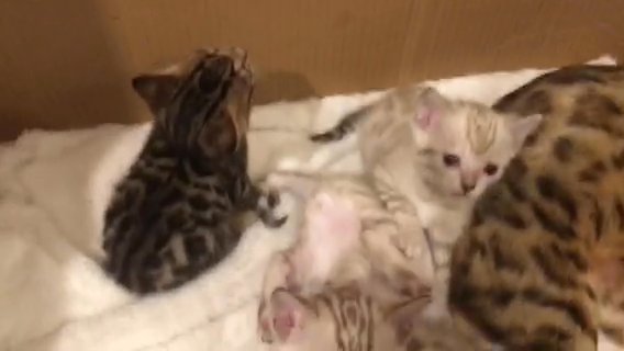 Beautiful Bengal kittens