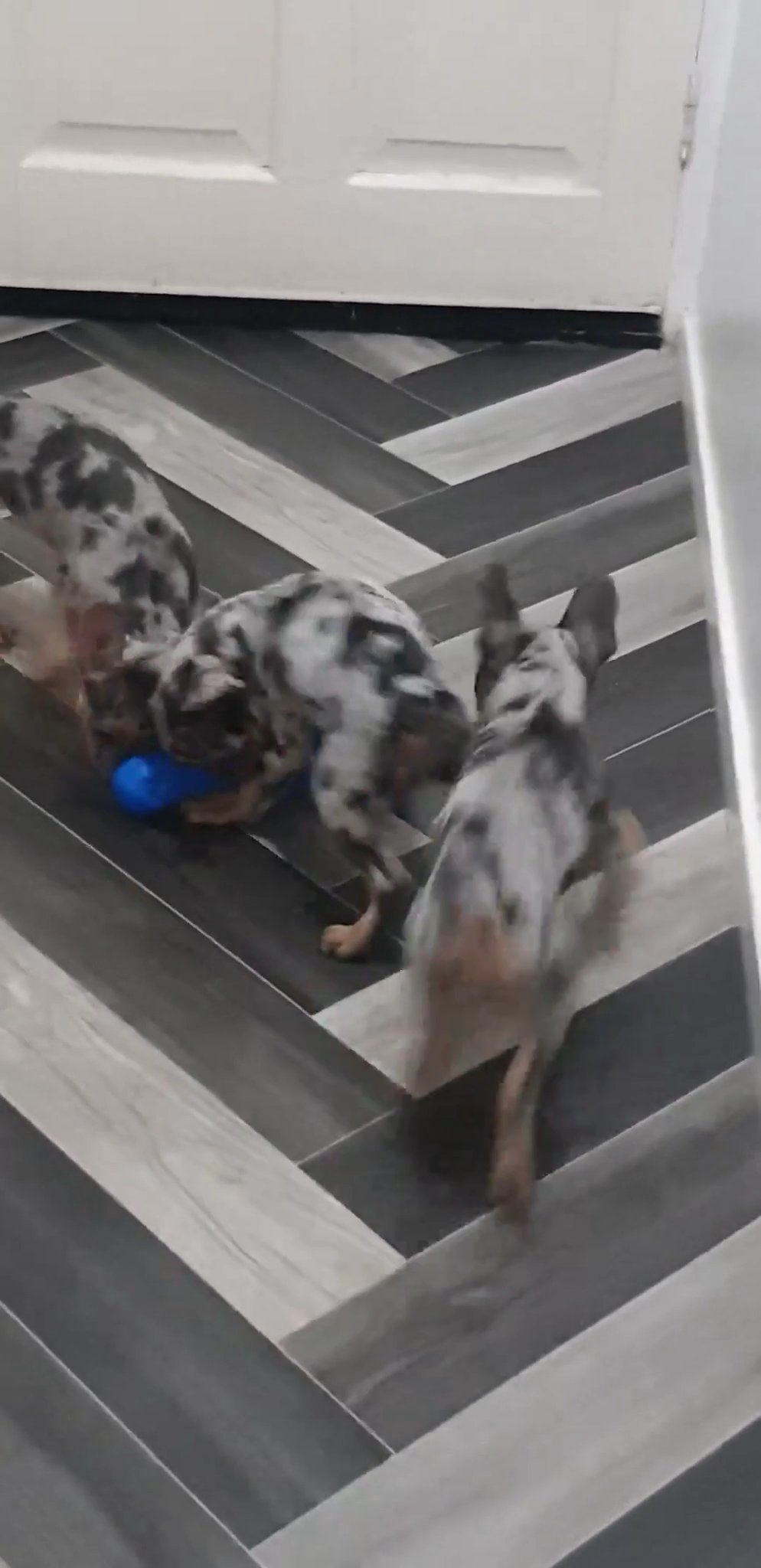 SOLD ??REDUCED ??French Bulldog