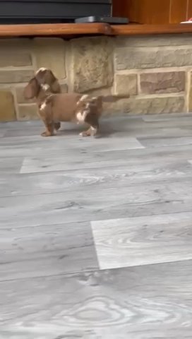 Miniature Dachshund