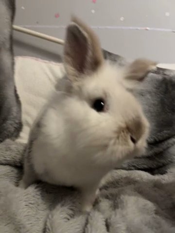 Rabbit , Needs A Home!