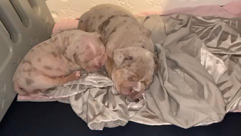Merle Old English Bulldogs