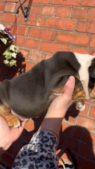 Black & Tan English Bulldog MALE