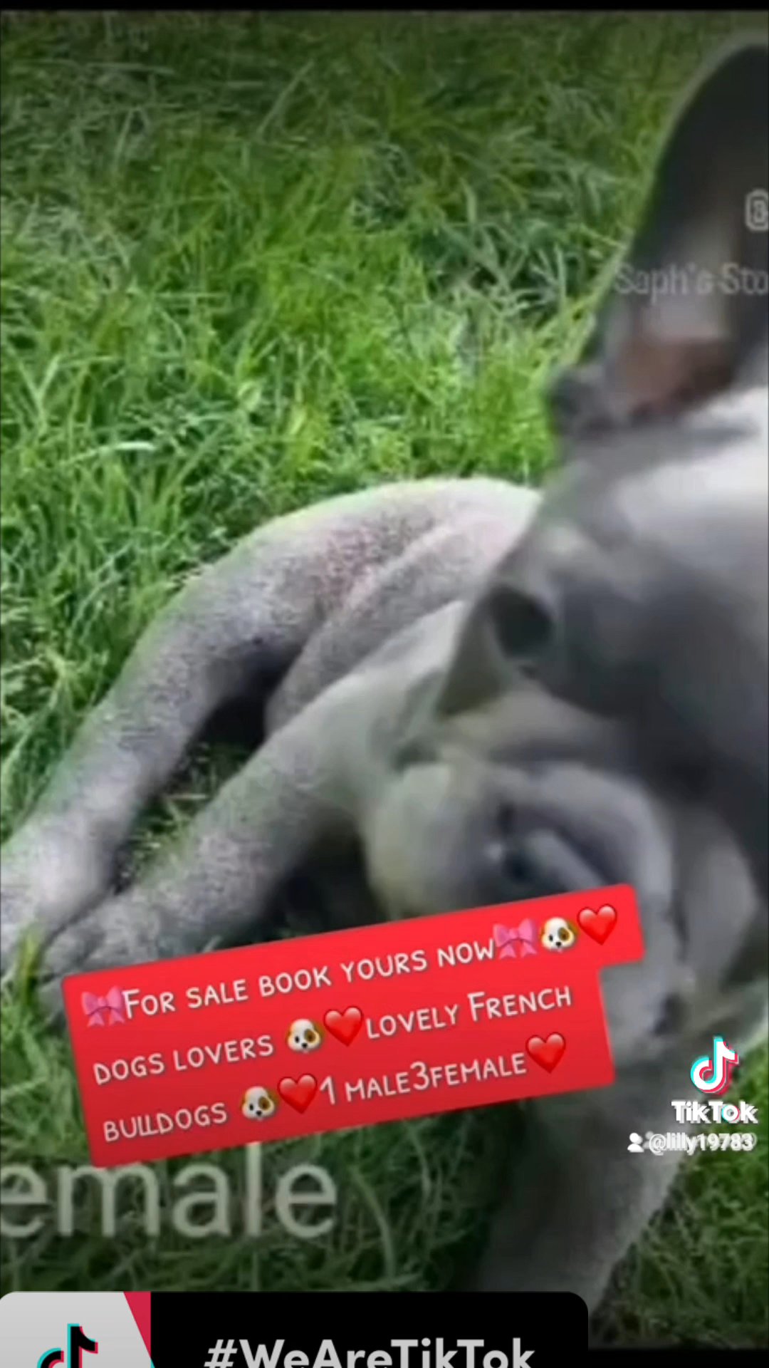 reduce french bulldog