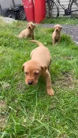 Fox Red Puppies