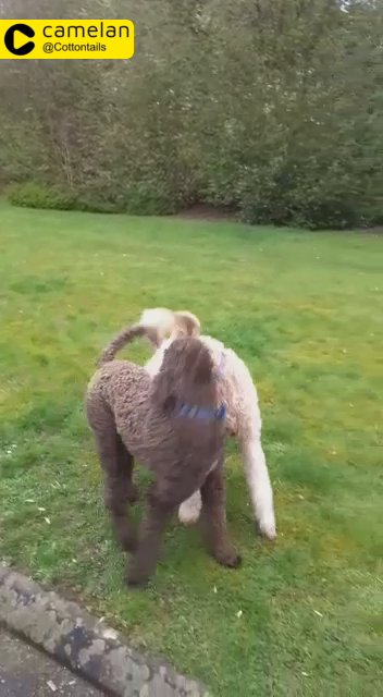 Labradoodle Stud