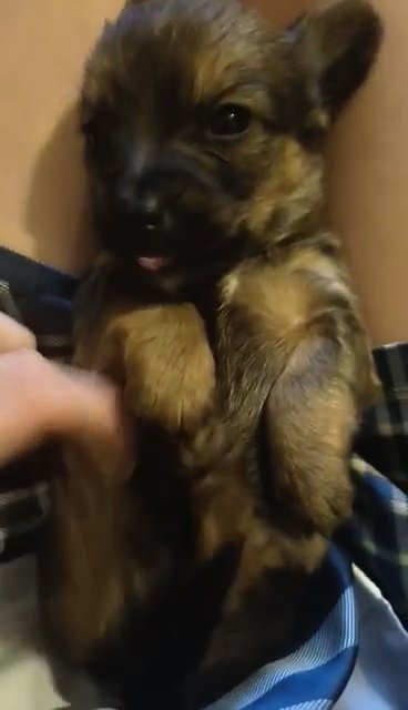 Yorkshire terrier cross Tibetan terrier