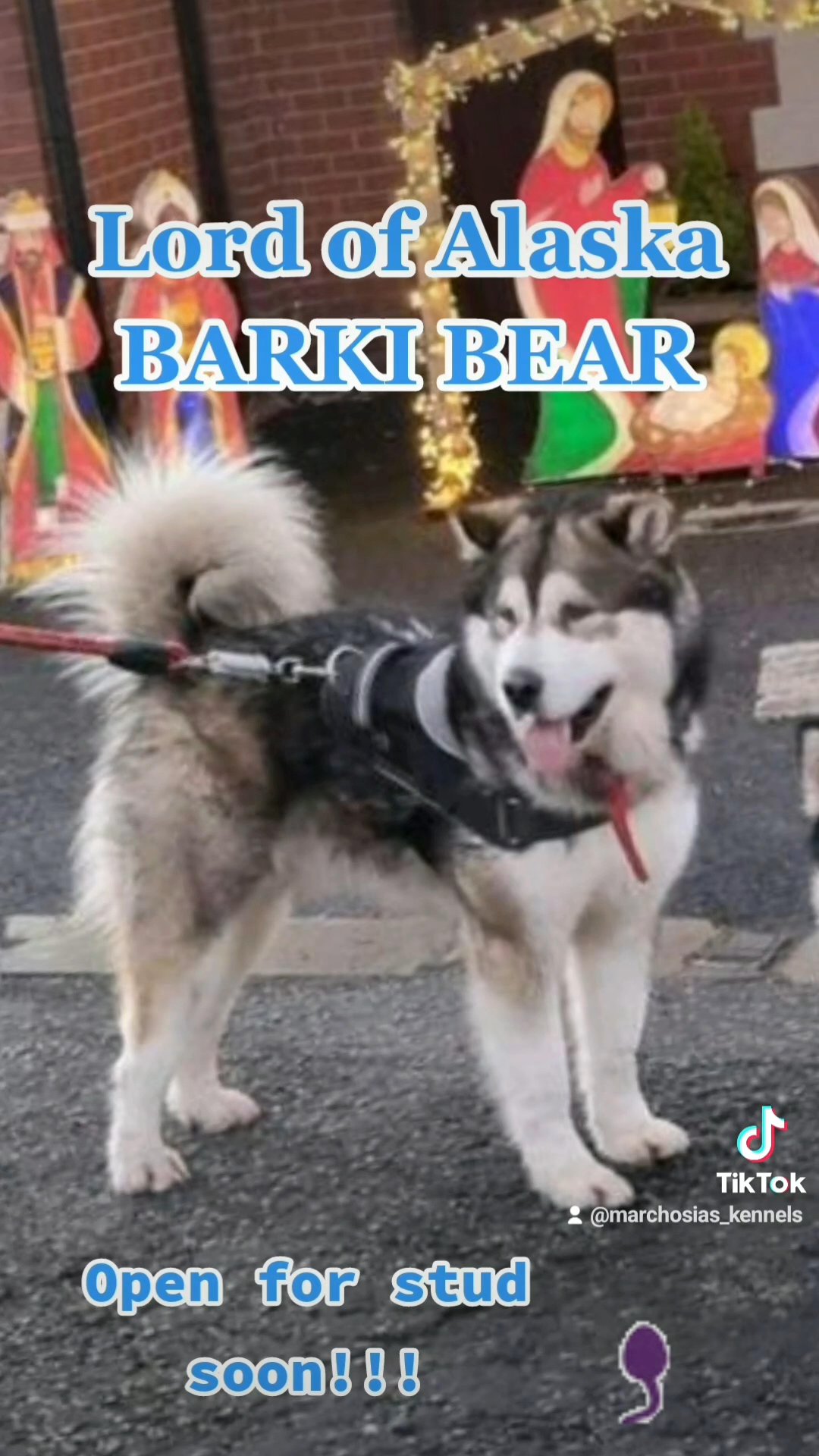 Alaskan Malamute Stud PROVEN