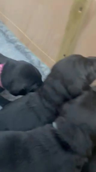 Exceptional Pedigree Labrador Retriever Litter