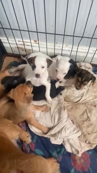 Jack Russel Pups