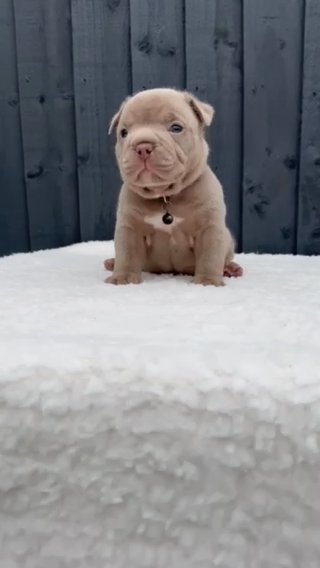 MALE LILAC GHOST TRI POCKET/MICRO BULLY