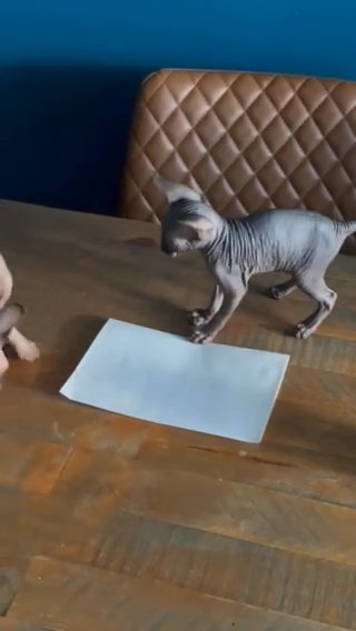 Tica Registered Sphynx Kittens