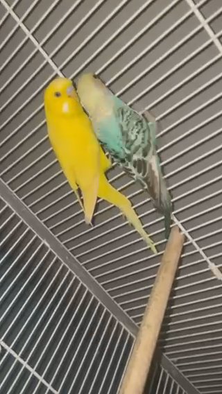 Male And Female Budgies With Big Cage