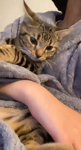 Neglected Cat Needs A Good Home