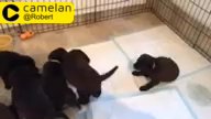 Eye-catching chocolate Labrador retriever