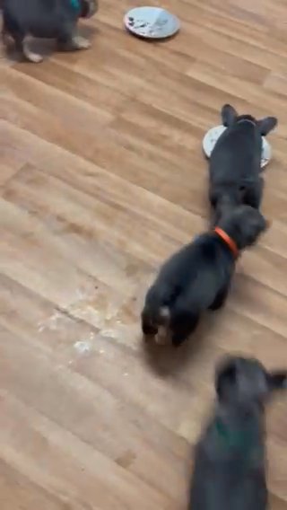 Kc Registered French Bulldog Puppy