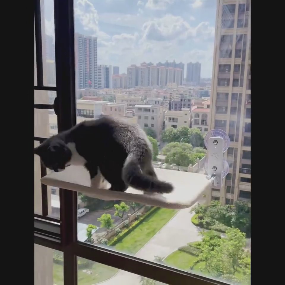 Cat accessories