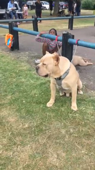 Cane Corso Stud!