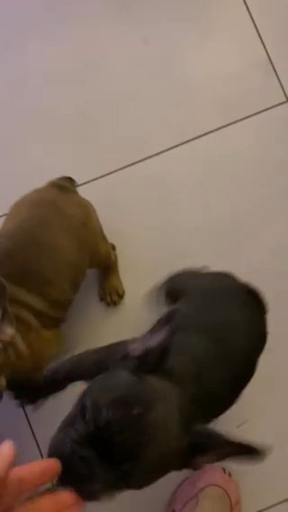 **REDUCED & READY NOW* 2 left.Stunning French Bulldog Puppies. Champion Line