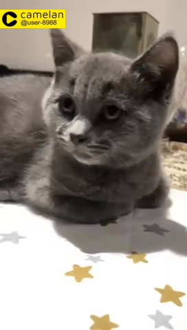 british short hair kitten