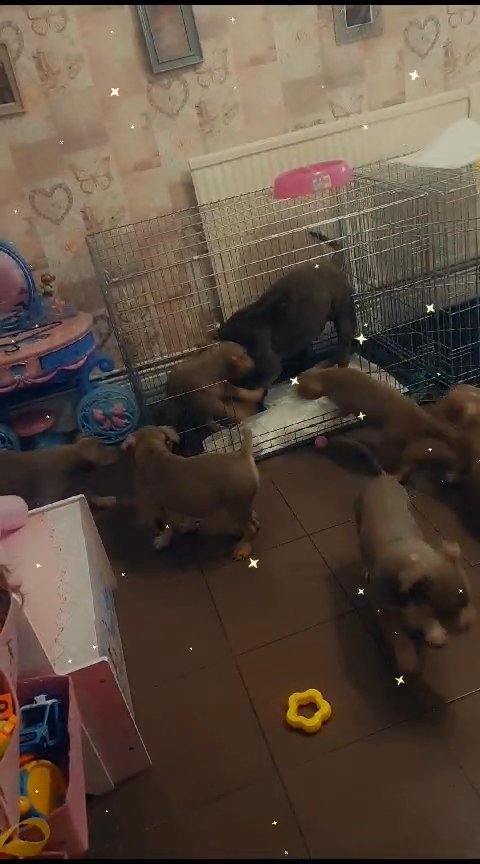 pocket bullys