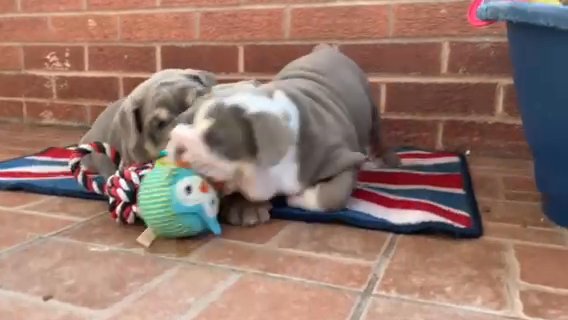 English Bulldogs 3 Females