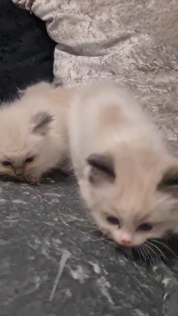 ragdoll kittens READY NOW