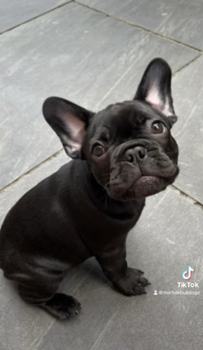 QUALITY FRENCH BULLDOG PUPPY ?