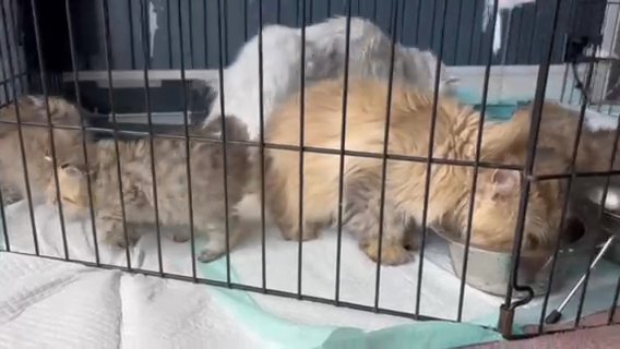 Gccf register female on active golden Persian
