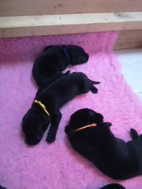 8 Pedigree KC Registered Labrador Puppies