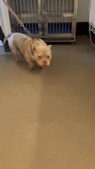 Hollie&littleking Microbully Litter
