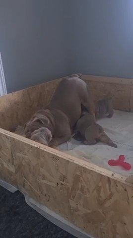 1 BOY LEFT!!   Outstanding Litter Of English Bulldogs