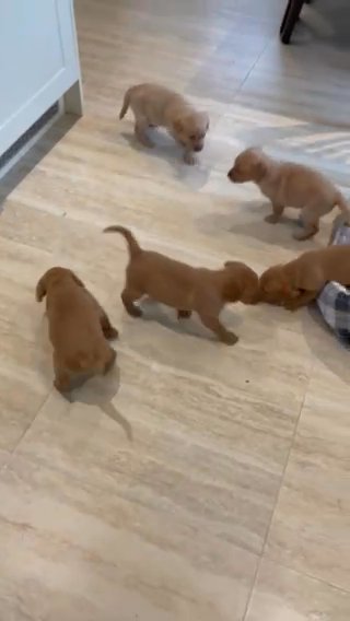 KC Fox Red Labradors