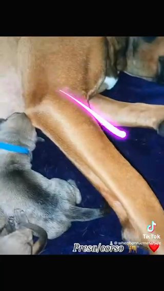 Presa/corso Pups