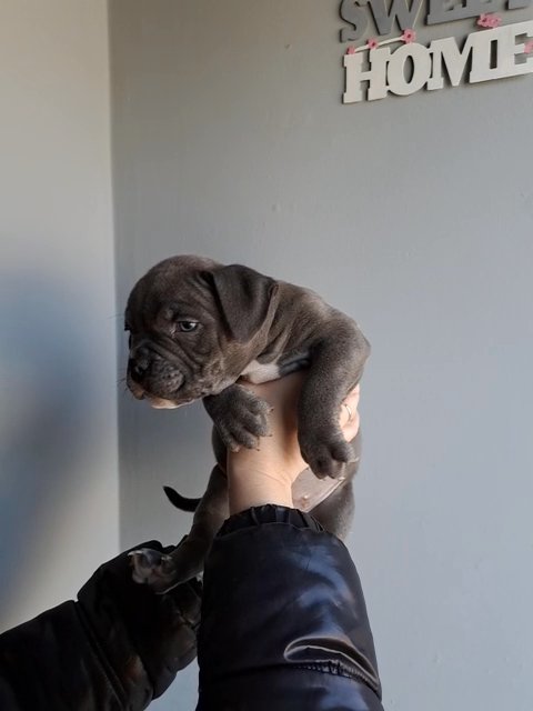 Quality Pocket Bully ready to leave