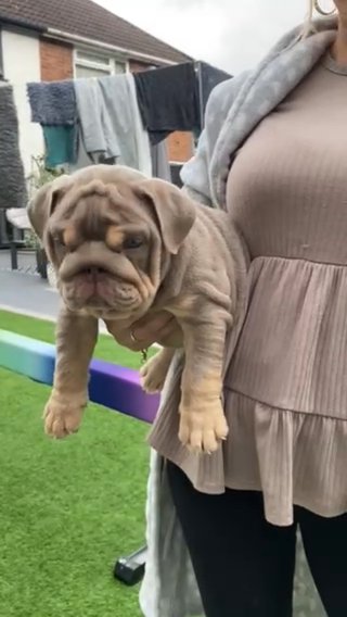 English Bulldogs Ready