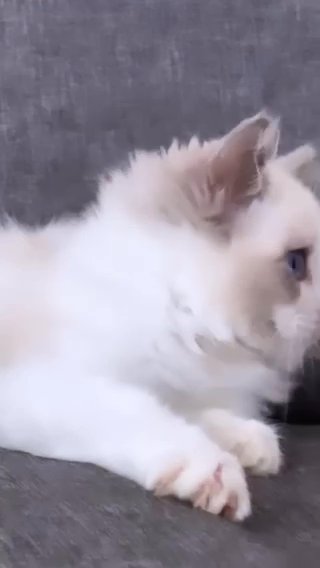 Female Ragdoll