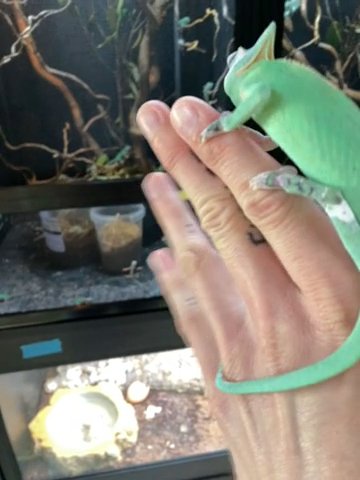 Pied Yemen chameleons