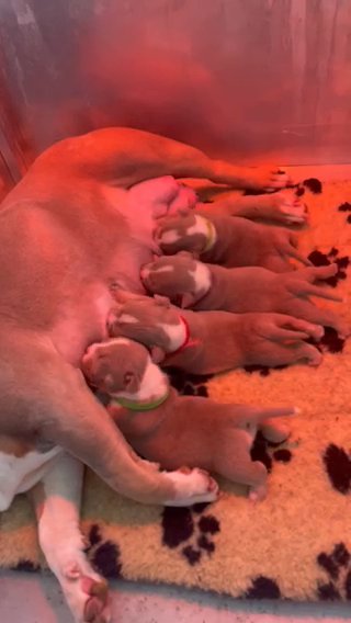 Lilac Tri Micro Puppies