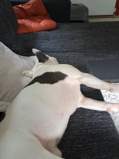 Hugo