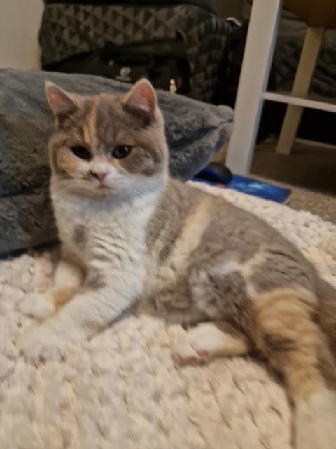 HIGH QUALITY TRICOLOR BRITISH SHORTHAIR