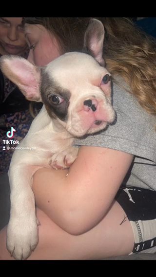 French Bulldog