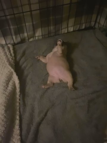 French Bulldog