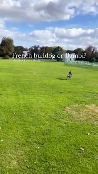 Rehoming French Bulldog