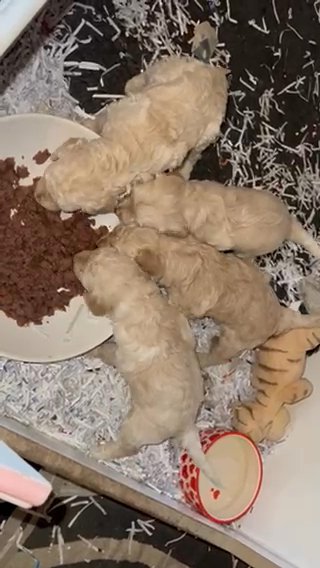 First Solid meal -Cockerdoodlepoos !