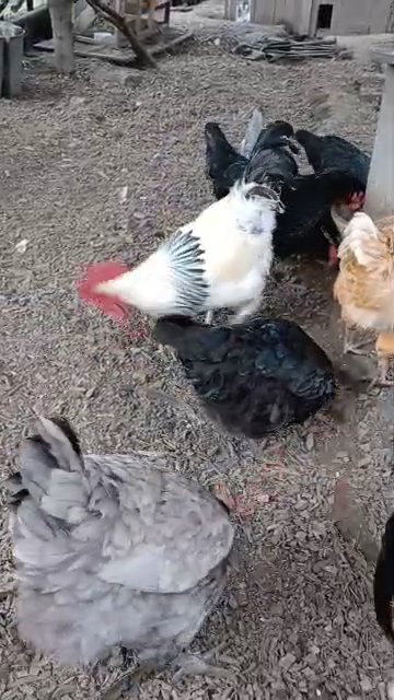chickens of different varieties